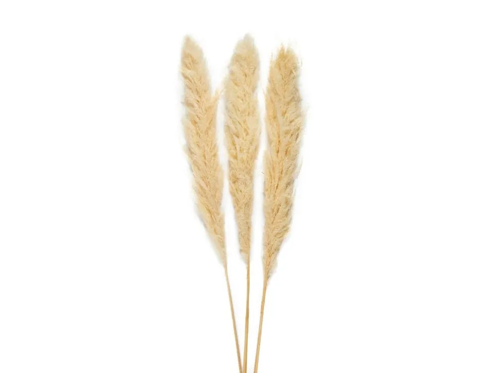Objednat Nyní Dekorativní sušené květy Andrea House Pampas 115 cm, 3 ks 145 g přírodní